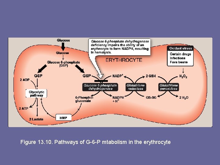 Figure 13. 10. Pathways of G-6 -P mtabolism in the erythrocyte 