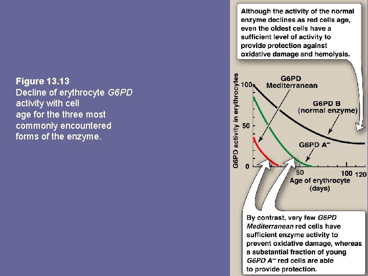 Figure 13. 13 Decline of erythrocyte G 6 PD activity with cell age for