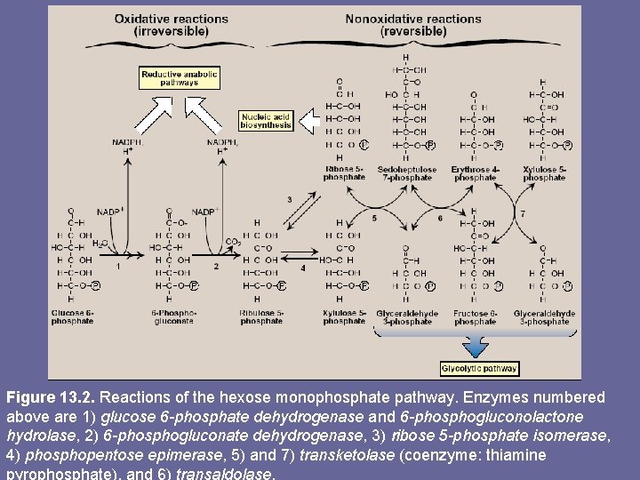 Figure 13. 2. Reactions of the hexose monophosphate pathway. Enzymes numbered above are 1)