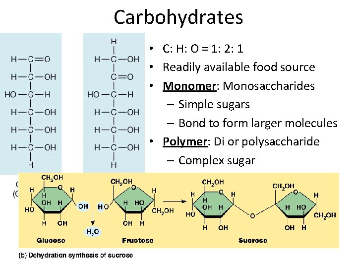 Carbohydrates • C: H: O = 1: 2: 1 • Readily available food source