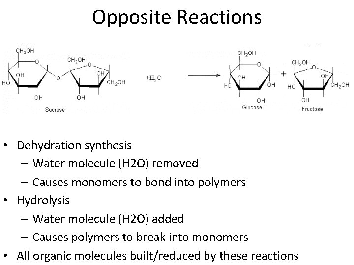 Opposite Reactions • Dehydration synthesis – Water molecule (H 2 O) removed – Causes Opposite Reactions • Dehydration synthesis – Water molecule (H 2 O) removed – Causes