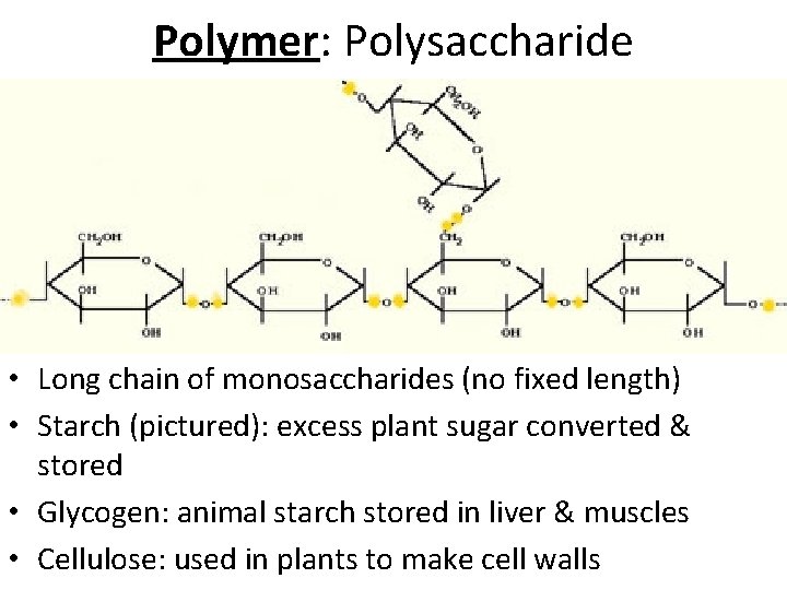 Polymer: Polysaccharide • Long chain of monosaccharides (no fixed length) • Starch (pictured): excess Polymer: Polysaccharide • Long chain of monosaccharides (no fixed length) • Starch (pictured): excess