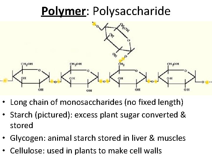 Polymer: Polysaccharide • Long chain of monosaccharides (no fixed length) • Starch (pictured): excess