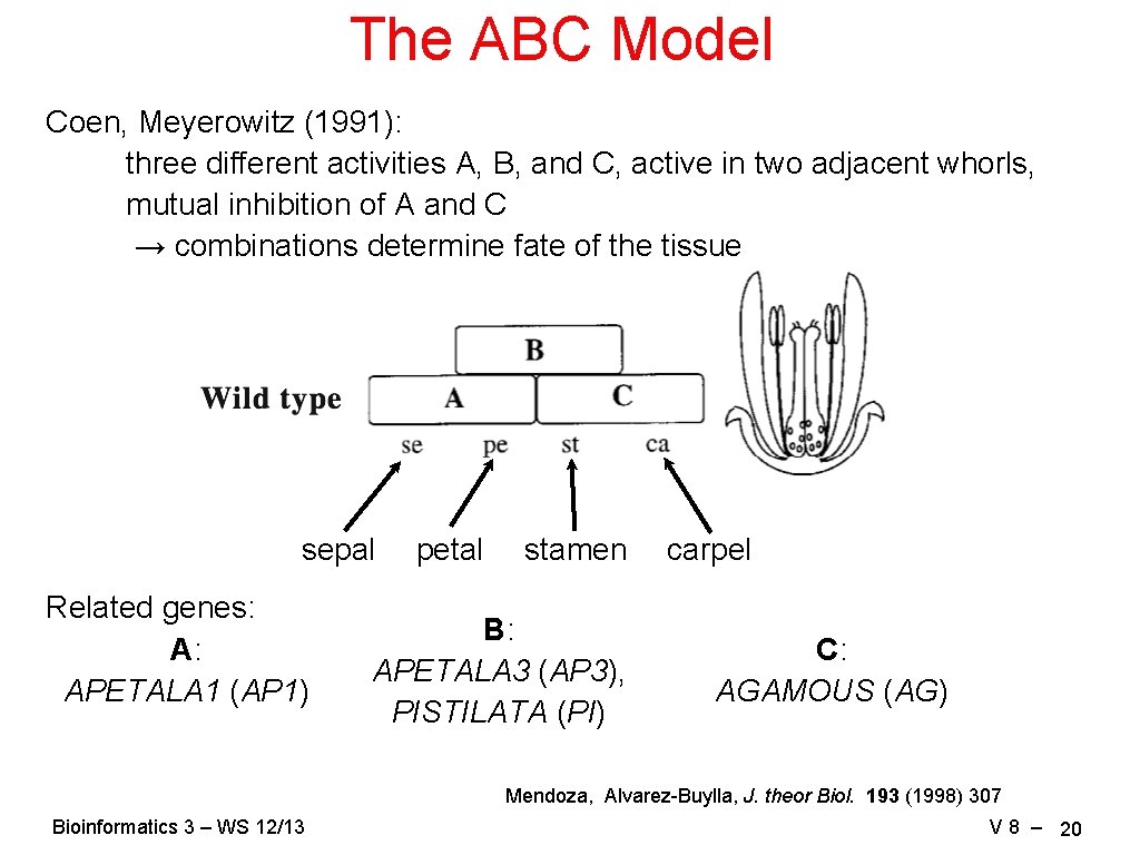 The ABC Model Coen, Meyerowitz (1991): three different activities A, B, and C, active