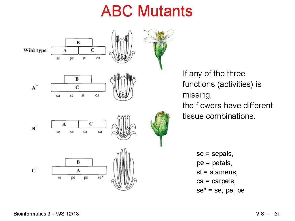 ABC Mutants If any of the three functions (activities) is missing, the flowers have