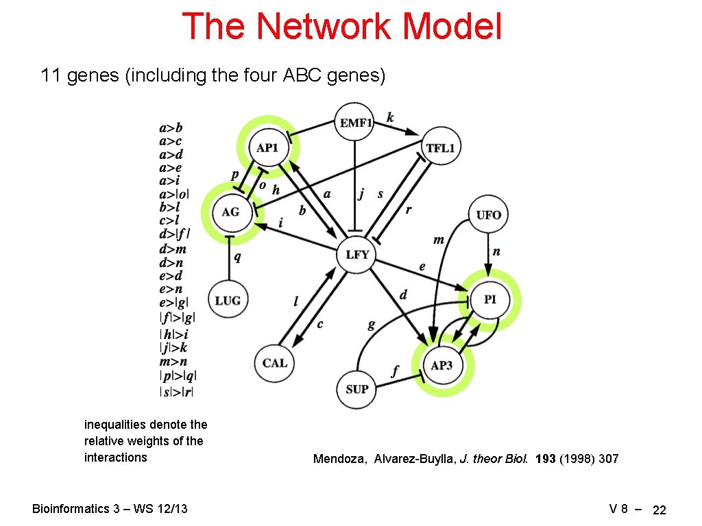 The Network Model 11 genes (including the four ABC genes) inequalities denote the relative