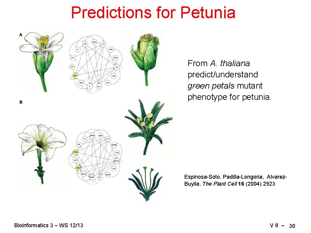 Predictions for Petunia From A. thaliana predict/understand green petals mutant phenotype for petunia. Espinosa-Soto,