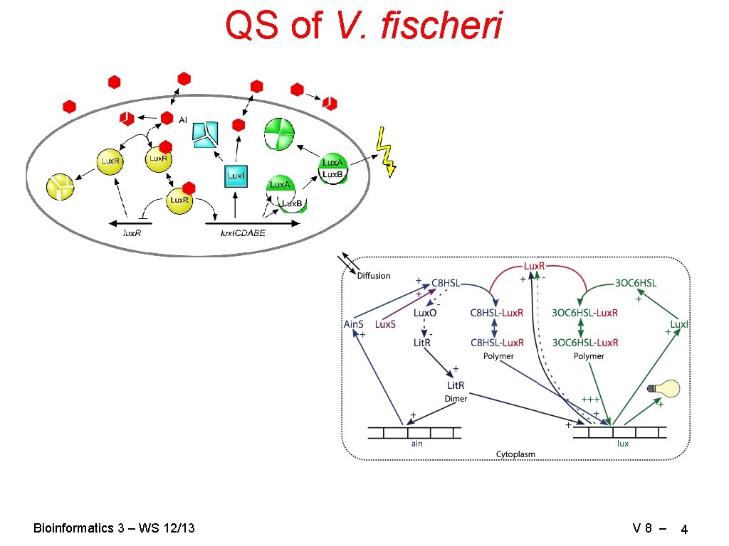 QS of V. fischeri Bioinformatics 3 – WS 12/13 V 8 – 4 