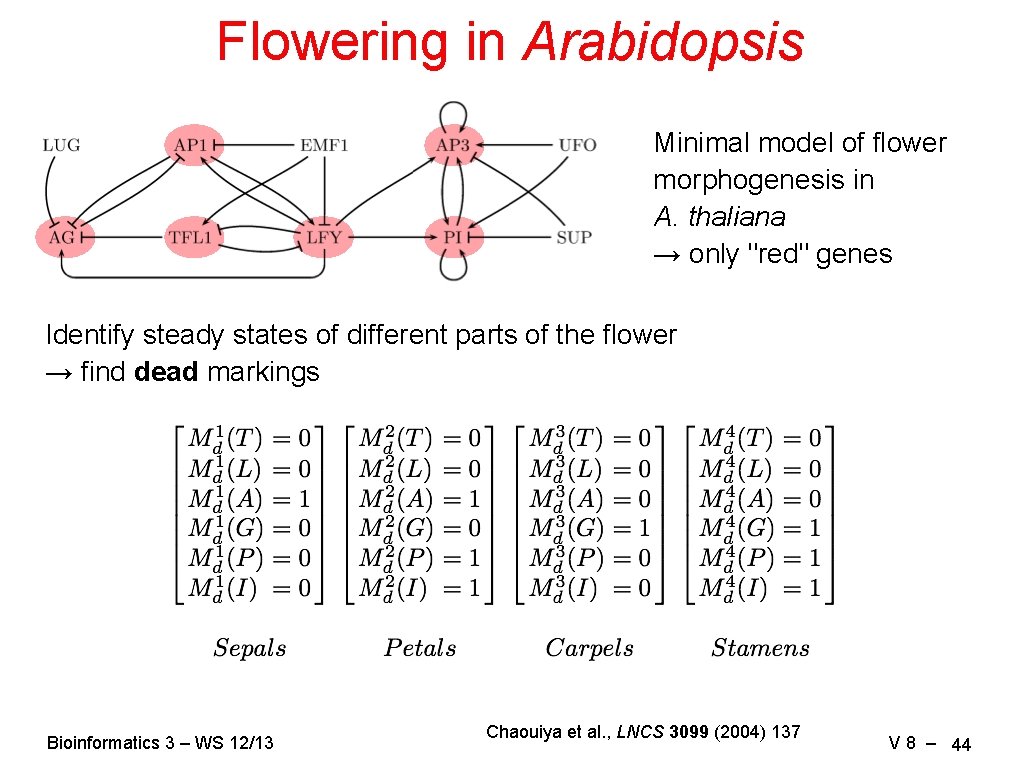 Flowering in Arabidopsis Minimal model of flower morphogenesis in A. thaliana → only "red"