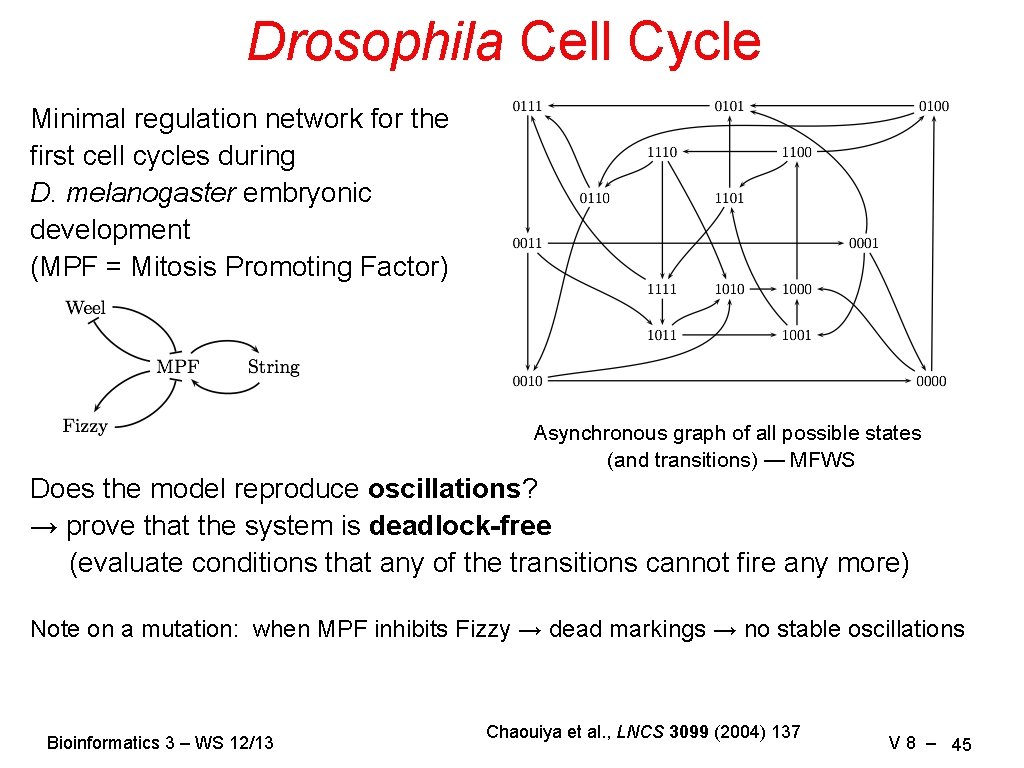 Drosophila Cell Cycle Minimal regulation network for the first cell cycles during D. melanogaster
