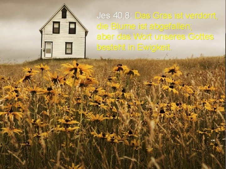 Jes 40, 8: Das Gras ist verdorrt, die Blume ist abgefallen; aber das Wort