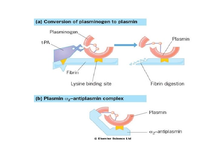 Fibrinolysis 