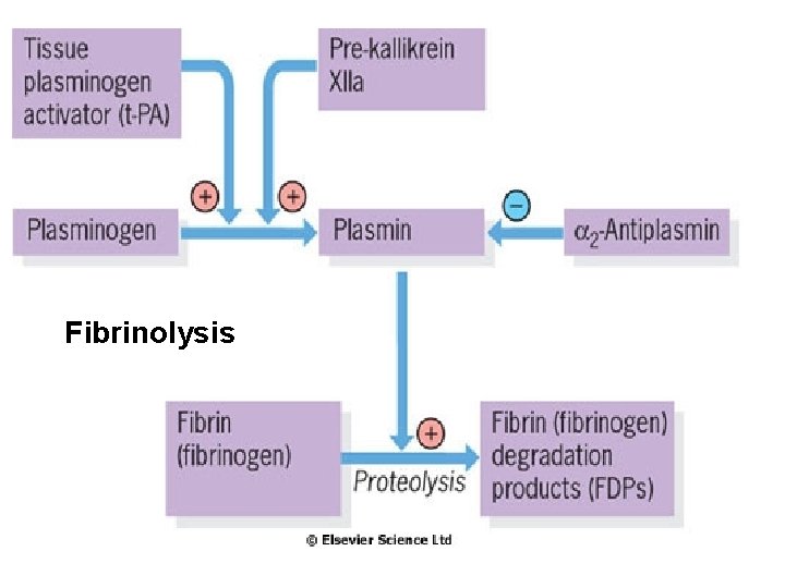 Fibrinolysis 