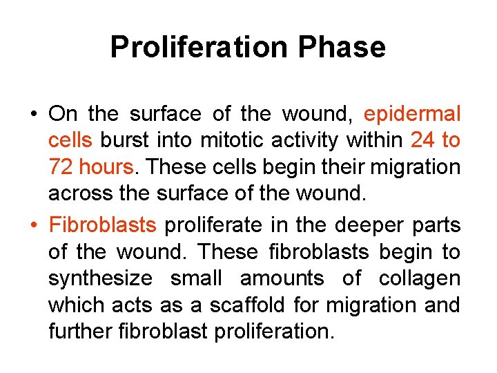 Proliferation Phase • On the surface of the wound, epidermal cells burst into mitotic