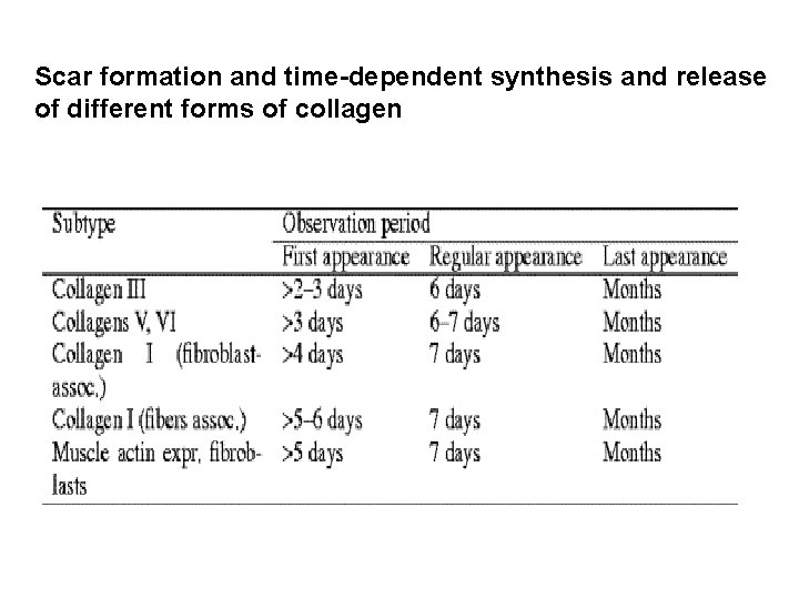 Scar formation and time-dependent synthesis and release of different forms of collagen 