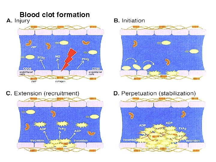 Blood clot formation 