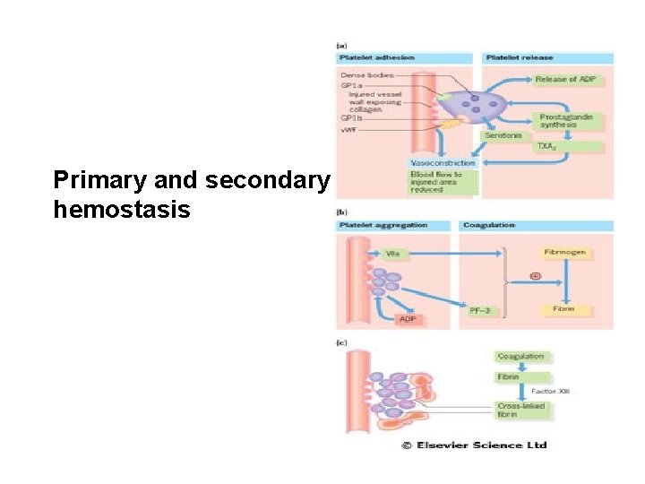 Primary and secondary hemostasis 