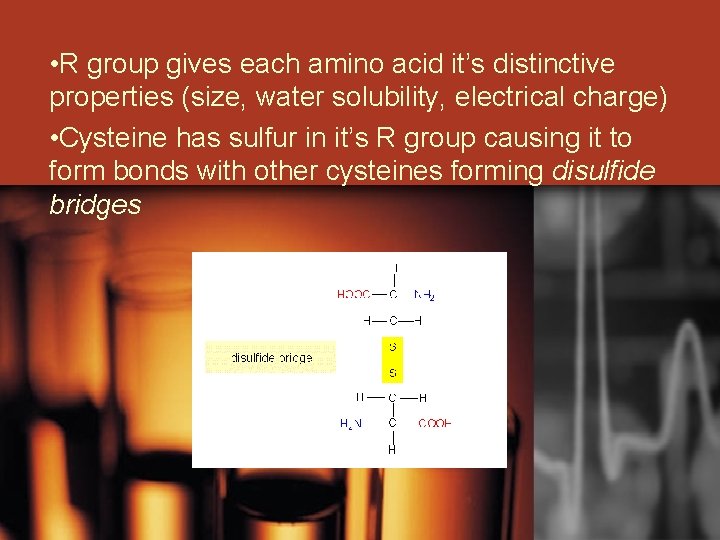  • R group gives each amino acid it’s distinctive properties (size, water solubility,