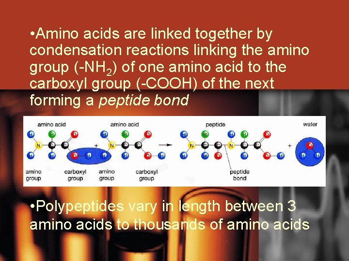  • Amino acids are linked together by condensation reactions linking the amino group