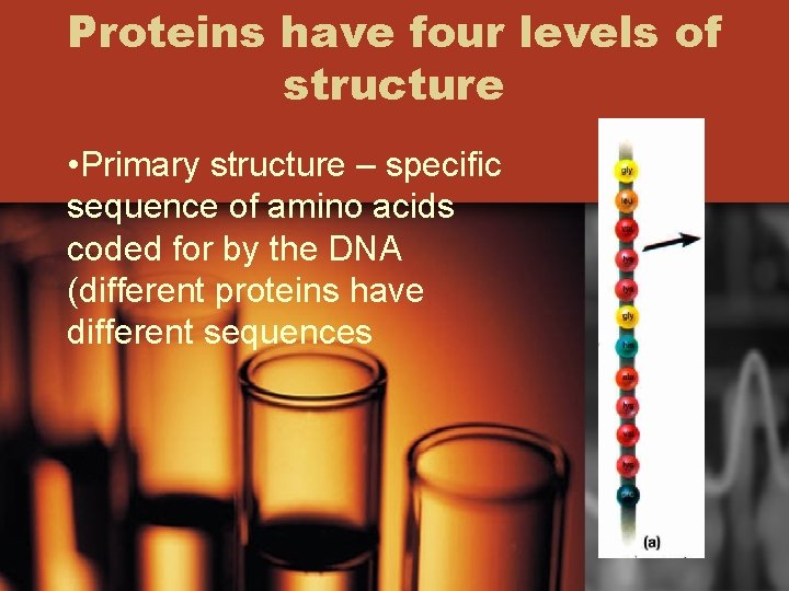 Proteins have four levels of structure • Primary structure – specific sequence of amino