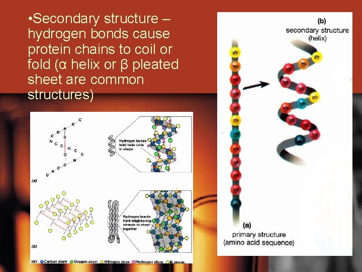  • Secondary structure – hydrogen bonds cause protein chains to coil or fold