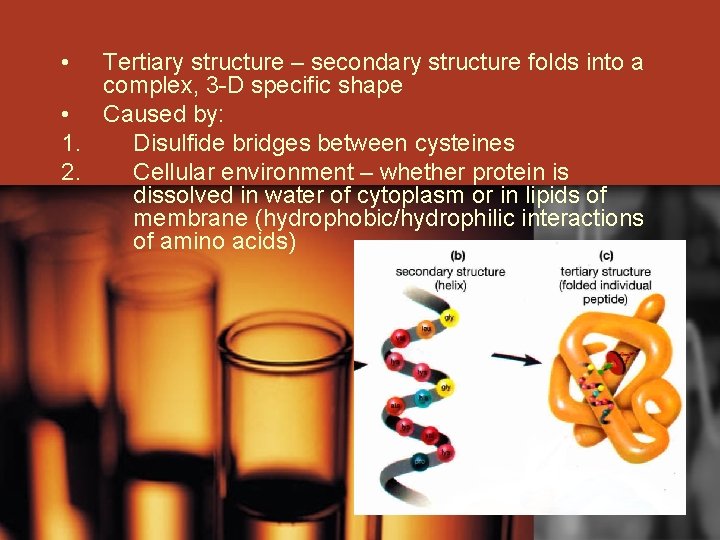  • Tertiary structure – secondary structure folds into a complex, 3 -D specific