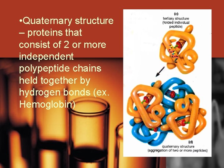  • Quaternary structure – proteins that consist of 2 or more independent polypeptide