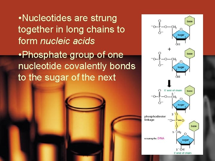  • Nucleotides are strung together in long chains to form nucleic acids •