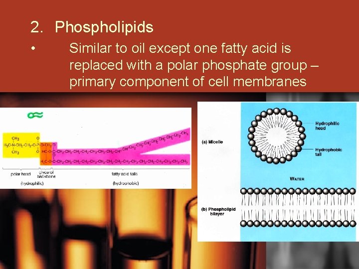 2. Phospholipids • Similar to oil except one fatty acid is replaced with a