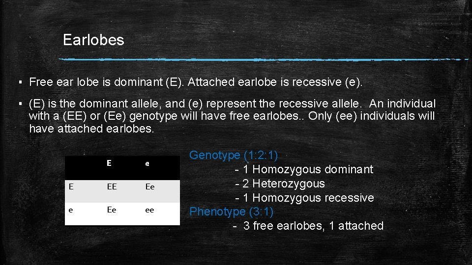 Earlobes ▪ Free ear lobe is dominant (E). Attached earlobe is recessive (e). ▪