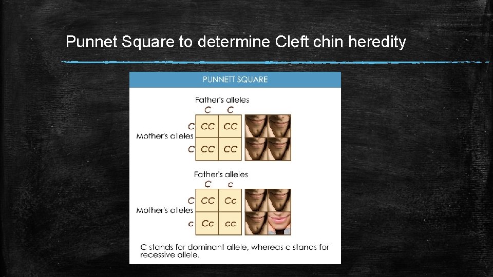 Punnet Square to determine Cleft chin heredity 