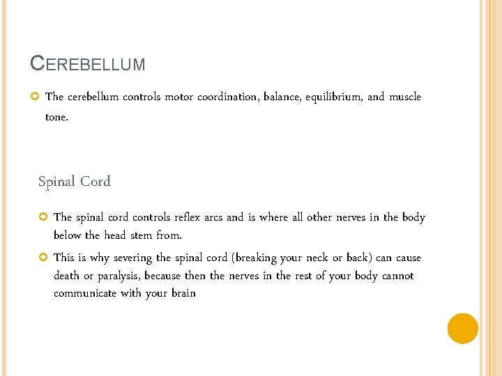CEREBELLUM The cerebellum controls motor coordination, balance, equilibrium, and muscle tone. Spinal Cord The