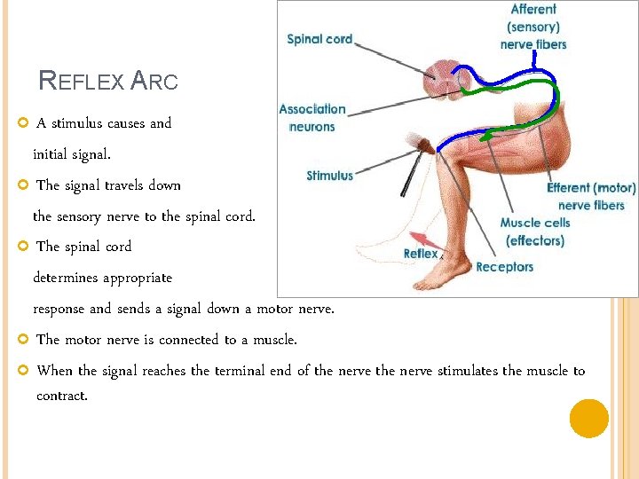 REFLEX ARC A stimulus causes and initial signal. The signal travels down the sensory