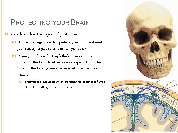 PROTECTING YOUR BRAIN Your brain has two layers of protection. . . Skull –