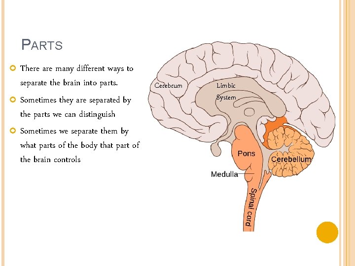 PARTS There are many different ways to separate the brain into parts. Sometimes they