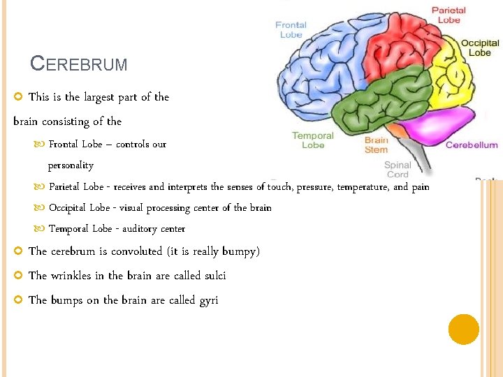 CEREBRUM This is the largest part of the brain consisting of the Frontal Lobe
