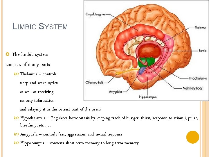 LIMBIC SYSTEM The limbic system consists of many parts: Thalamus – controls sleep and