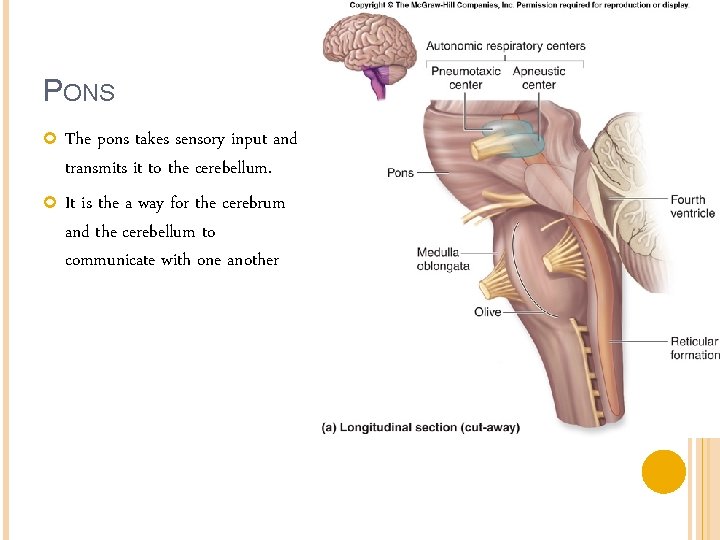 PONS The pons takes sensory input and transmits it to the cerebellum. It is