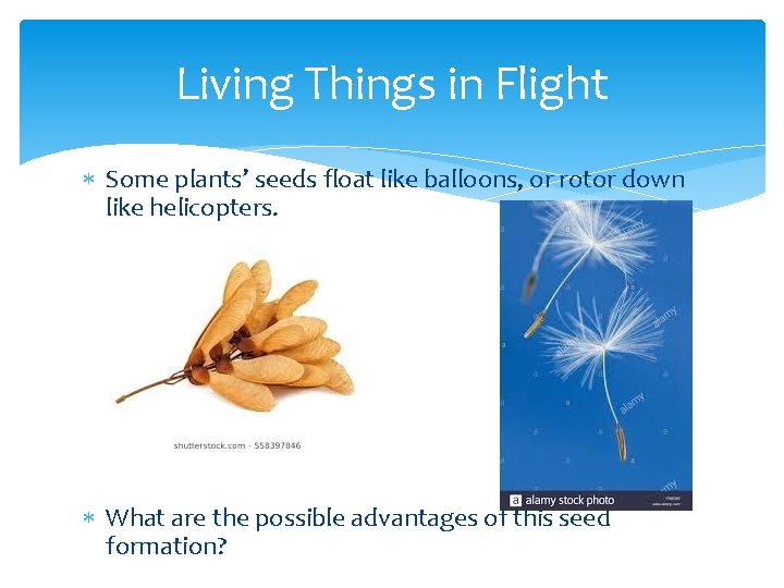 Living Things in Flight Some plants’ seeds float like balloons, or rotor down like