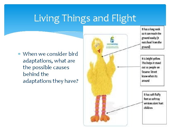 Living Things and Flight When we consider bird adaptations, what are the possible causes