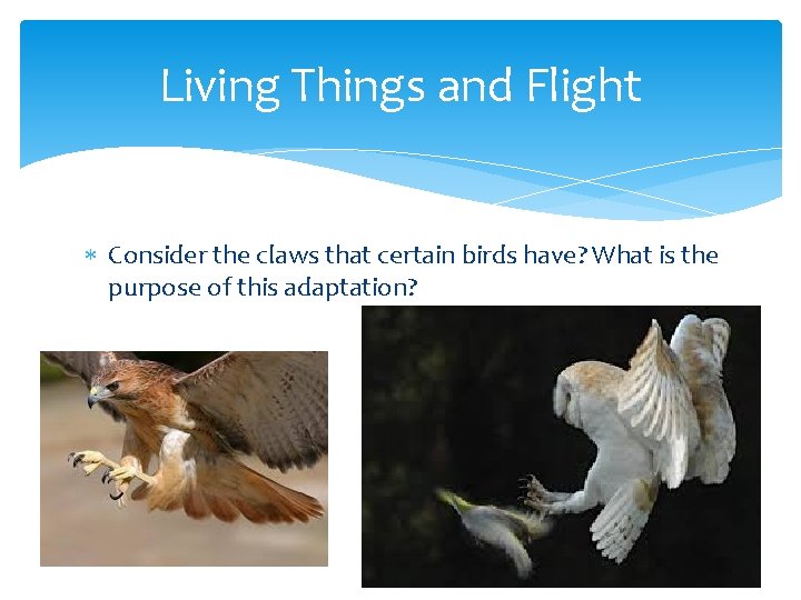 Living Things and Flight Consider the claws that certain birds have? What is the