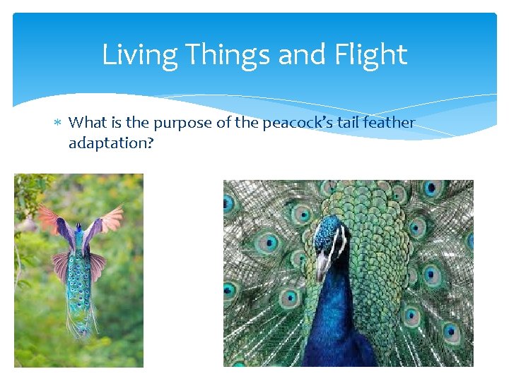 Living Things and Flight What is the purpose of the peacock’s tail feather adaptation?