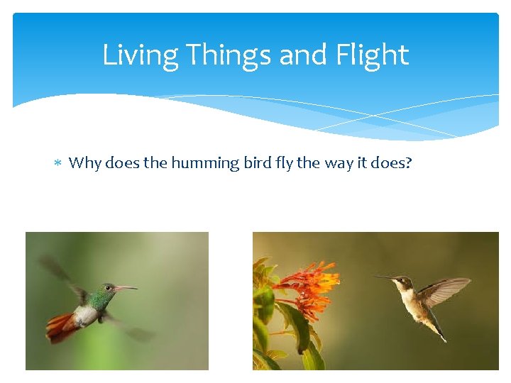Living Things and Flight Why does the humming bird fly the way it does?
