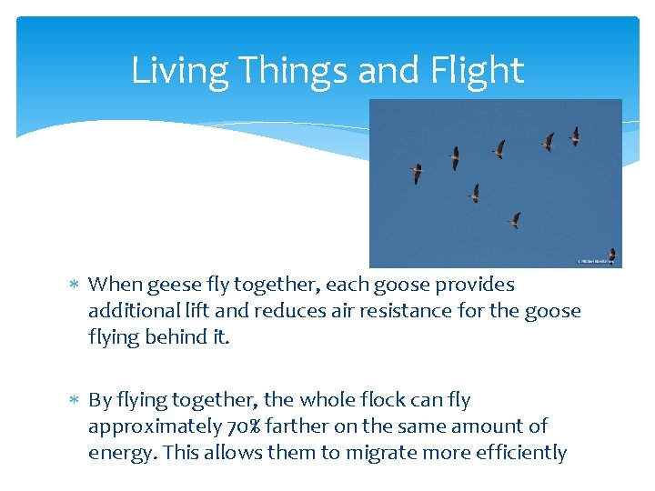 Living Things and Flight When geese fly together, each goose provides additional lift and