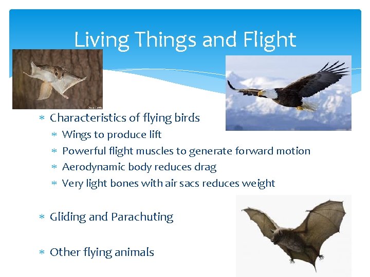 Living Things and Flight Characteristics of flying birds Wings to produce lift Powerful flight