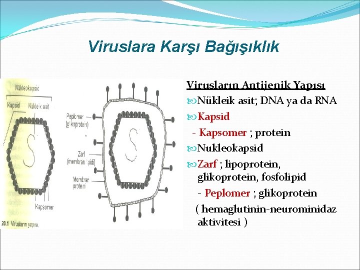 Viruslara Karşı Bağışıklık Virusların Antijenik Yapısı Nükleik asit; DNA ya da RNA Kapsid -