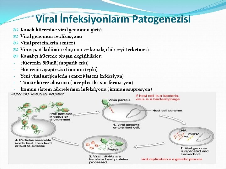 Viral İnfeksiyonların Patogenezisi - Konak hücresine viral genomun girişi Viral genomun replikasyonu Viral proteinlerin