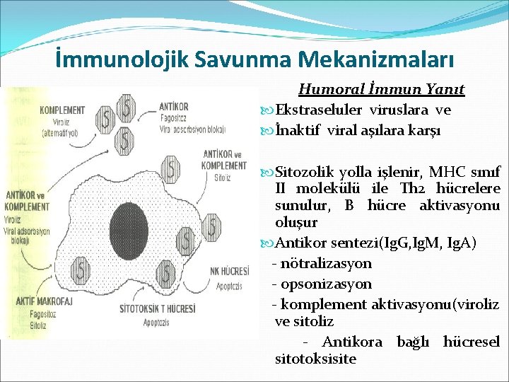 İmmunolojik Savunma Mekanizmaları Humoral İmmun Yanıt Ekstraseluler viruslara ve İnaktif viral aşılara karşı Sitozolik