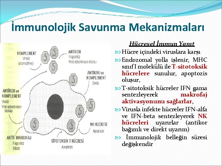 İmmunolojik Savunma Mekanizmaları Hücresel İmmun Yanıt Hücre içindeki viruslara karşı Endozomal yolla işlenir, MHC