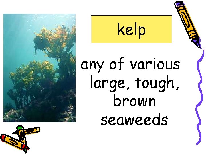 gnawed headland kelp lair ravine shellfish sinew kelp any of various large, tough, brown